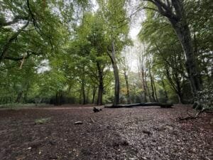 Why Forest Bathing is the Solution (Not the Problem) for Worcester Woods