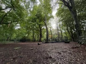 Why Forest Bathing is the Solution (Not the Problem) for Worcester Woods