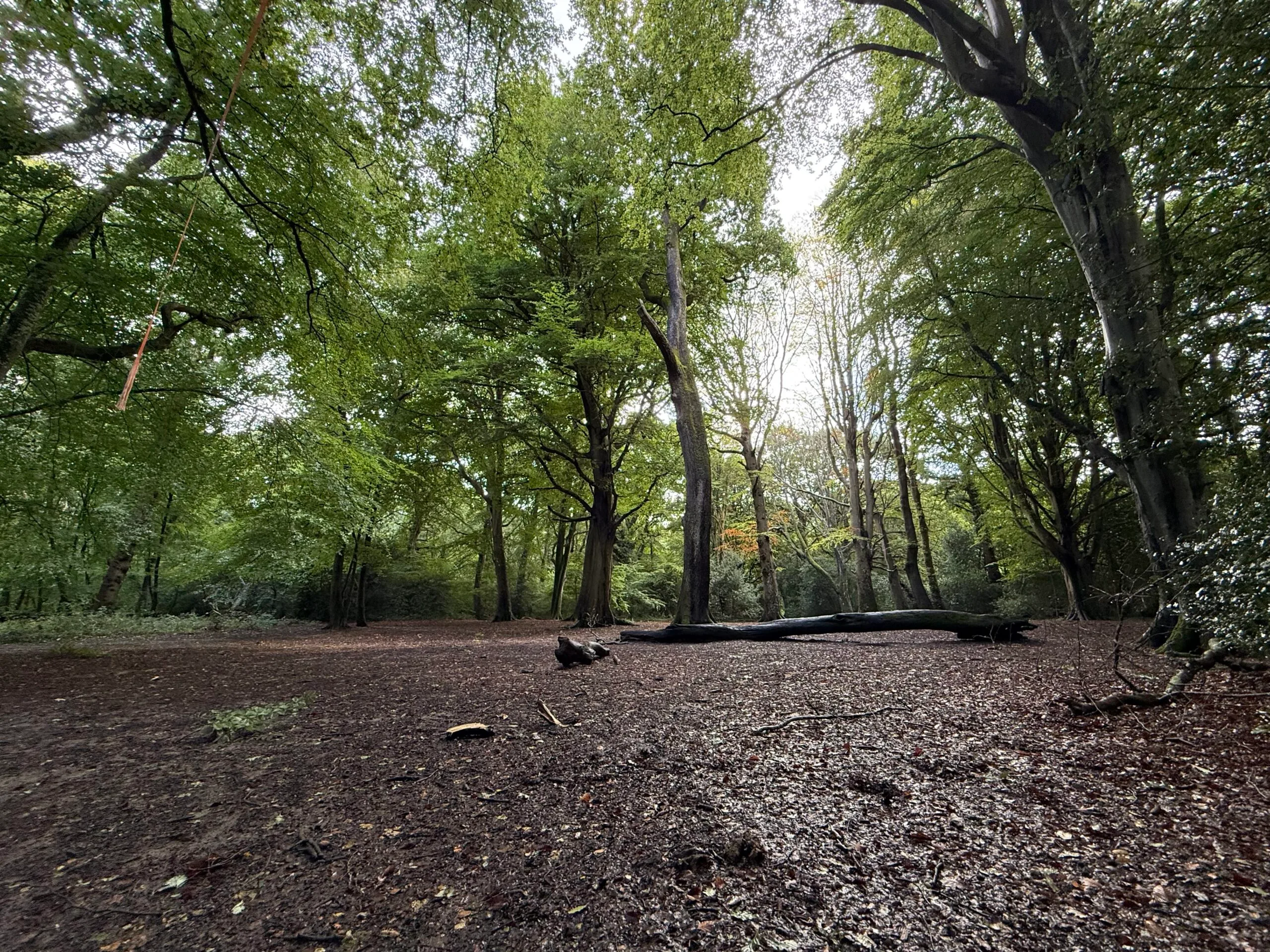 Forest bathing in Worcester