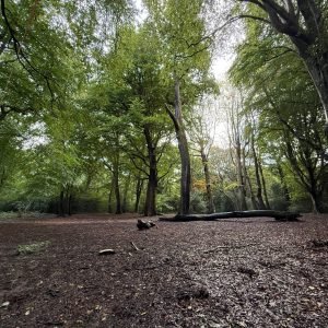 Forest bathing in Worcester